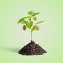 Dollar 2.0 Sewing Seeds