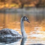 Legacy of the Grey Swan, Part I